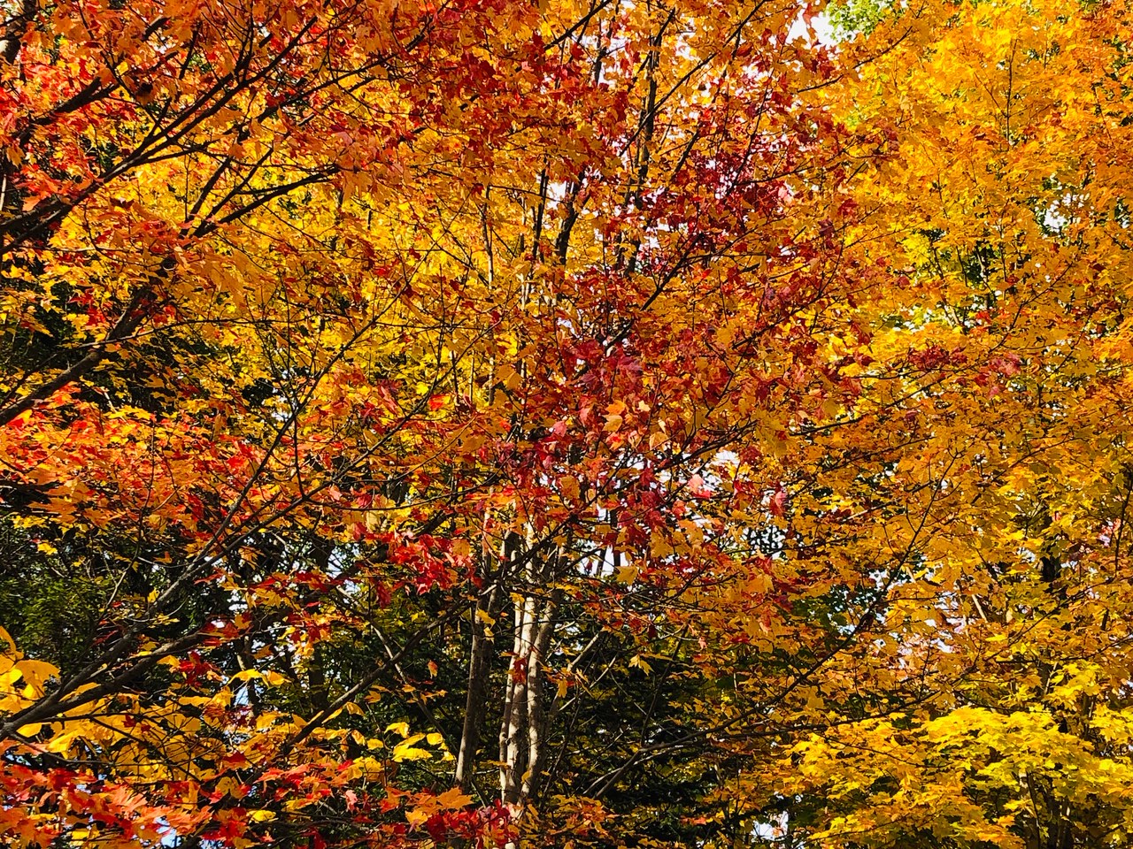 Reader submitted foliage photo along the Sugarbush Access Rd. from Carol Brock.